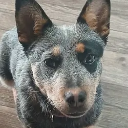 Blue Heeler