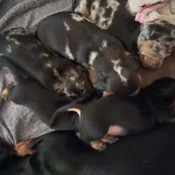 Purebred miniature Dashchund Puppies