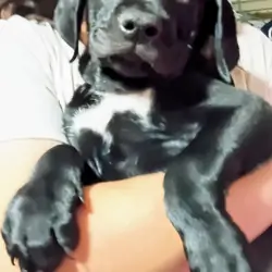 Lab mix puppies