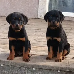 Rottweiler Puppy
