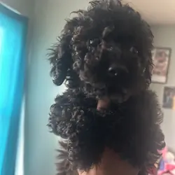 Mini labradoodle puppy
