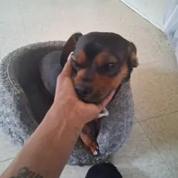 Puppy