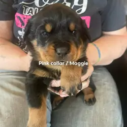 AKC  Rottweiler Puppies
