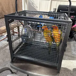 Sun conures