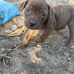 Shar pei/ pitbull mix puppies
