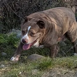 Female Pit Bull Mix (Senior)