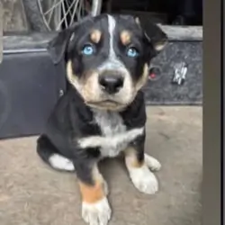Puppy 9164673465
