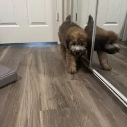 Soft Coated Wheaten Terrier
