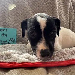 Jack Russell Puppies