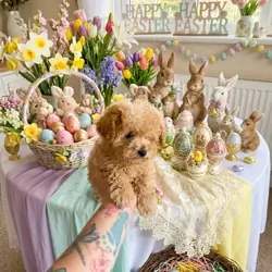 Apricot maltipoo