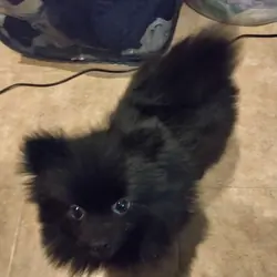 Adorable female Pomeranian