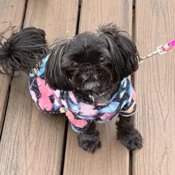 8 year old Shih Tzu