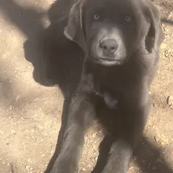 Maremma pup
