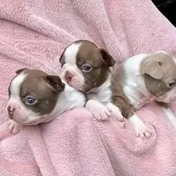 Adorable Boston Terrier puppies