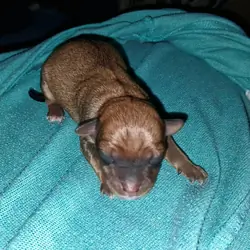 Powder Puff Chihuahuas puppies