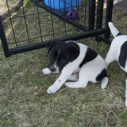 Jack Russell Puppies