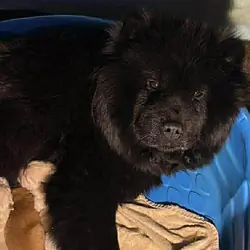 Chow Chow puppies