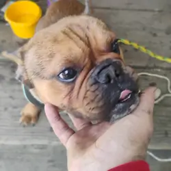 French bulldog