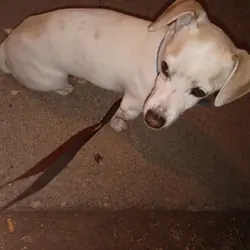 Pet/ Puppy