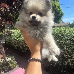 Male Pomeranian