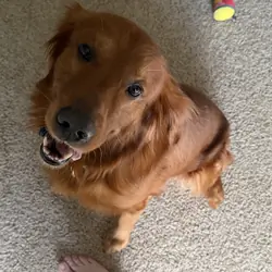 AKC male golden retriever