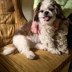 10 month old shih-tzu