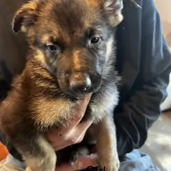 German shepherd puppies