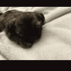 Storm (Male)