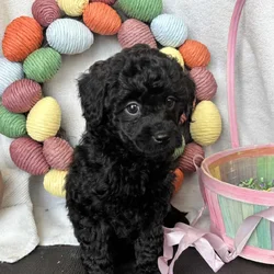 Playful lovin Shihpoo