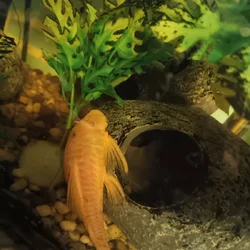 Bristlenose plecos