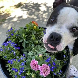 American Bull Terrier 3yrs