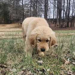 Golden Retriever Puppy