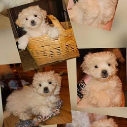 Peekapoo puppies