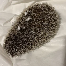 Young hedgehog with everything