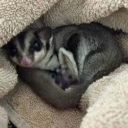 New home needed for Sugar glider