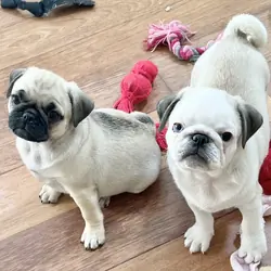 pug puppies