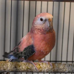 Pair of Bourke's parakeets looking for a new home