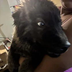 4 months old husky chow mix
