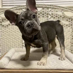 French Bulldog - Oliver