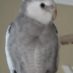 Cockatiel