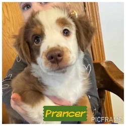 Prancer ASDR toy aussies