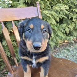 English Shepherd Puppy Finn