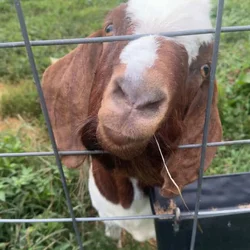 Boer goat