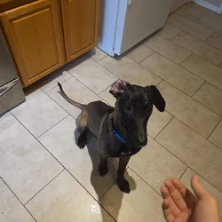 Malinois ridgeback