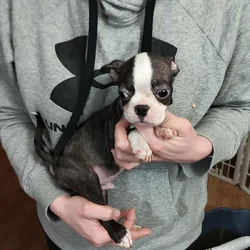 Boston terrier puppies