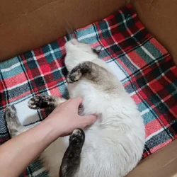 Last Kitten