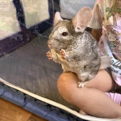 Female chinchilla w/ Full Set up