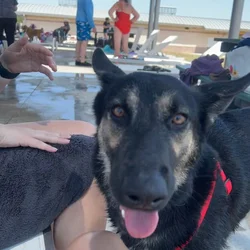 Perfect Family Dog Seeking Forever Home ❤️