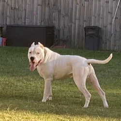Dogo Argentino rehoming
