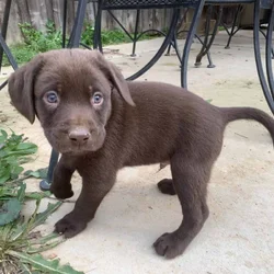 Lab Puppies